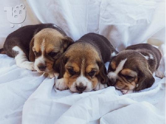 Beagle